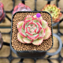 Echeveria sp. 1" Succulent Plant Cutting