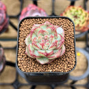 Echeveria sp. 1" Succulent Plant Cutting