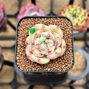 Echeveria sp. 1" Succulent Plant Cutting