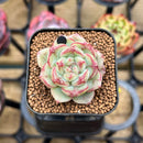 Echeveria sp. 1" Succulent Plant Cutting