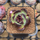 Echeveria 'Red Heart' 2" Succulent Plant Cutting