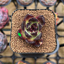 Echeveria 'Red Heart' 2" Succulent Plant Cutting