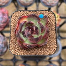 Echeveria 'Red Heart' 2" Succulent Plant Cutting
