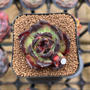 Echeveria 'Red Heart' 2" Succulent Plant Cutting