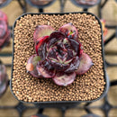 Echeveria 'Red Heart' 2" Succulent Plant Cutting