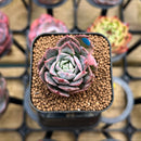 Echeveria 'Bradburiana' Variegated 1" Succulent Plant Cutting