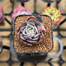 Echeveria 'Bradburiana' Variegated 1" Succulent Plant Cutting