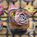 Echeveria 'Bradburiana' Variegated 1" Succulent Plant Cutting