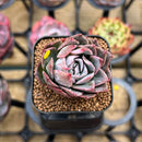 Echeveria 'Bradburiana' Variegated 1" Succulent Plant Cutting
