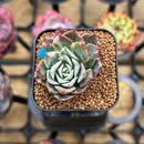 Echeveria 'Bradburiana' Variegated 1" Succulent Plant Cutting