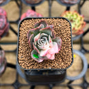 Echeveria 'Bradburiana' Variegated 1" Succulent Plant Cutting
