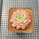 Echeveria 'Pink Turtle' 2" Succulent Plant Cutting
