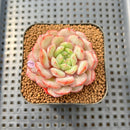 Echeveria 'Pink Turtle' 2" Succulent Plant Cutting