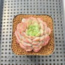 Echeveria 'Pink Turtle' 2" Succulent Plant Cutting