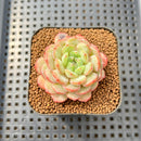 Echeveria 'Pink Turtle' 2" Succulent Plant Cutting