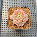 Echeveria 'Pink Turtle' 2" Succulent Plant Cutting
