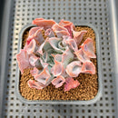 Echeveria 'Trumpet Pinky' 2" Succulent Plant Cutting