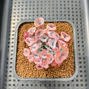 Echeveria 'Trumpet Pinky' 2" Succulent Plant Cutting
