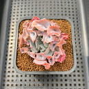 Echeveria 'Trumpet Pinky' 2" Succulent Plant Cutting