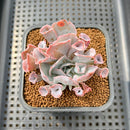 Echeveria 'Trumpet Pinky' 2" Succulent Plant Cutting