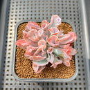 Echeveria 'Trumpet Pinky' 2" Succulent Plant Cutting