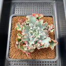Echeveria 'Aquarius' 3" Succulent Plant Cutting