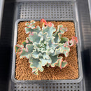 Echeveria 'Aquarius' 3" Succulent Plant Cutting