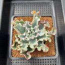 Echeveria 'Aquarius' 3" Succulent Plant Cutting