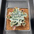 Echeveria 'Aquarius' 3" Succulent Plant Cutting