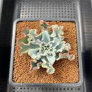 Echeveria 'Aquarius' 3" Succulent Plant Cutting