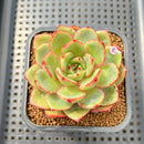 Echeveria 'Sun Up' 2" Succulent Plant Cutting