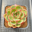 Echeveria 'Sun Up' 2" Succulent Plant Cutting