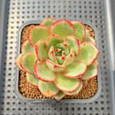 Echeveria 'Sun Up' 2" Succulent Plant Cutting