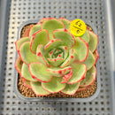 Echeveria 'Sun Up' 2" Succulent Plant Cutting