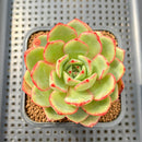 Echeveria 'Sun Up' 2" Succulent Plant Cutting