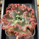 Echeveria Frill sp. 6" Large Succulent Plant Cutting