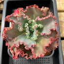 Echeveria Frill sp. 6" Large Succulent Plant Cutting