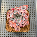 Echeveria 'Trumpet Pinky' 2" Succulent Plant Cutting