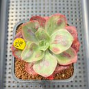 Echeveria 'Baron Bold' 2"-3" Succulent Plant Cutting