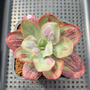 Echeveria 'Baron Bold' 2"-3" Succulent Plant Cutting