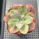 Echeveria 'Baron Bold' 2"-3" Succulent Plant Cutting