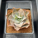 Echeveria 'Mango Farm' 3" Succulent Plant Cutting