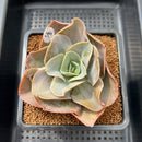 Echeveria 'Mango Farm' 3" Succulent Plant Cutting
