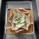 Echeveria 'Mango Farm' 3" Succulent Plant Cutting