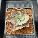 Echeveria 'Mango Farm' 3" Succulent Plant Cutting