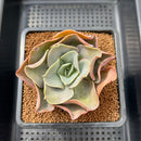 Echeveria 'Mango Farm' 3" Succulent Plant Cutting