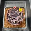 Echeveria 'Osmanthus' 3" Succulent Plant