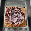 Echeveria 'Osmanthus' 3" Succulent Plant