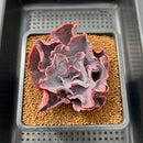 Echeveria 'Osmanthus' 3" Succulent Plant