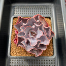 Echeveria 'Osmanthus' 3" Succulent Plant